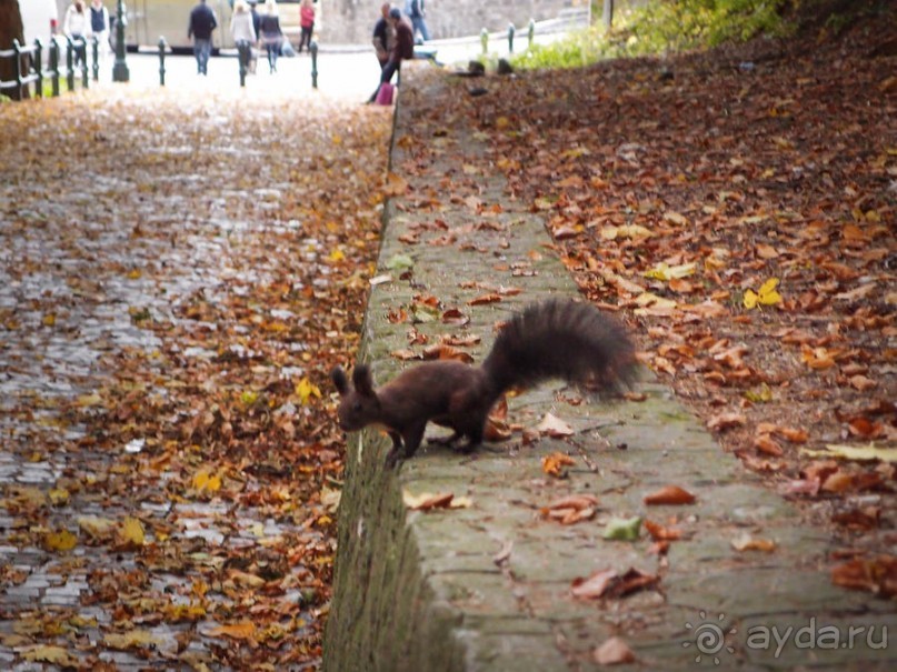 Синая жёлтая, красная, зелёная