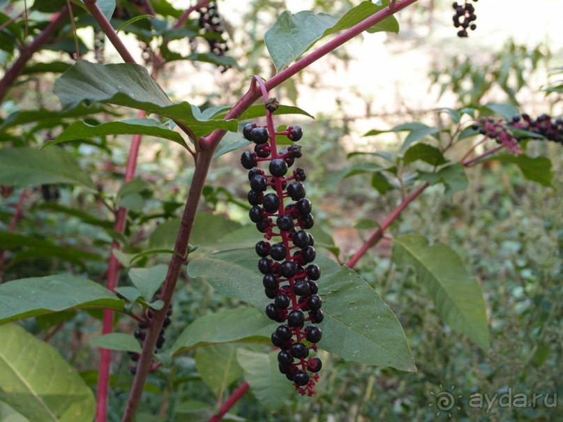 Летняя резиденция для властьимущих