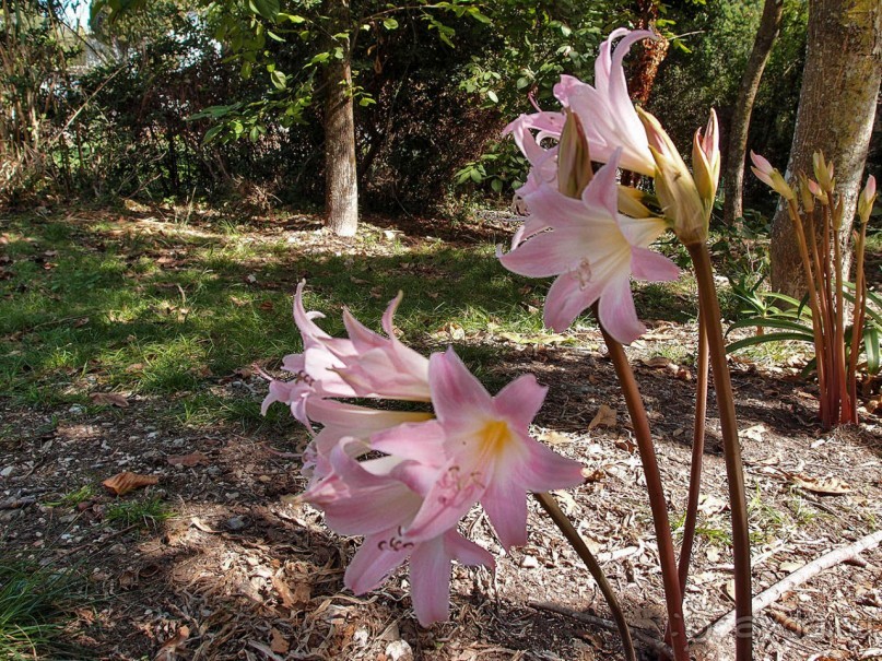 Летняя резиденция для властьимущих