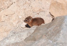 Милая семейка