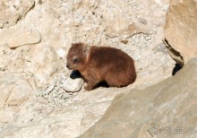 Милая семейка