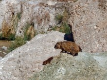 Милая семейка