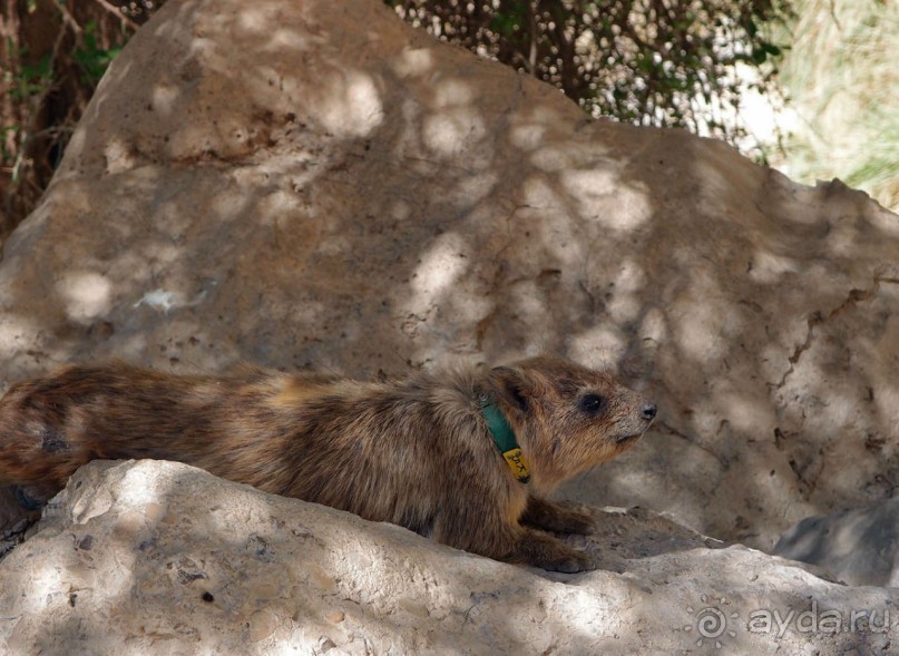 Милая семейка