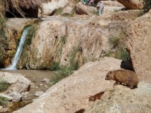 Милая семейка