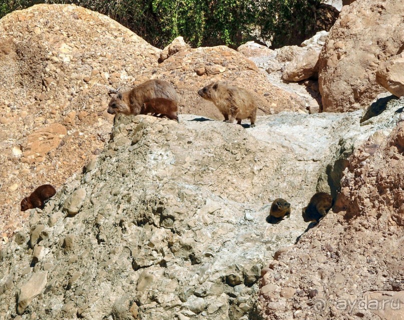 Милая семейка Милая семейка