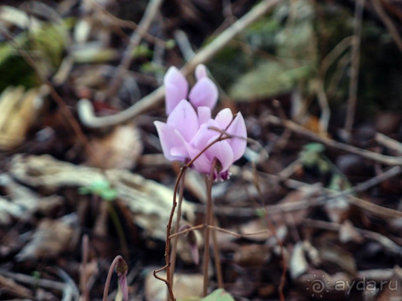 Магнетизм долины Ада
