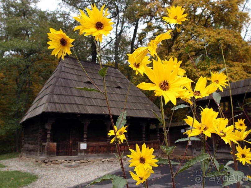 Осенняя Думбрава