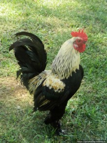 Находки из давних времён до османского периода