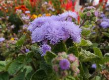 Монастырь с цыганским именем