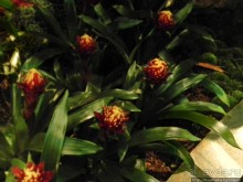 Международная выставка цветов