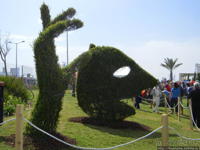 Международная выставка цветов