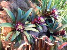 Международная выставка цветов