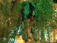 Международная выставка цветов