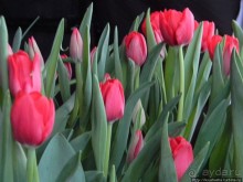 Международная выставка цветов