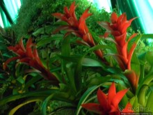 Международная выставка цветов