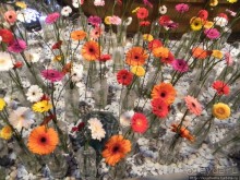 Международная выставка цветов