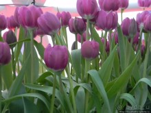 Международная выставка цветов