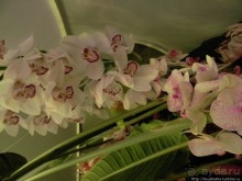 Международная выставка цветов