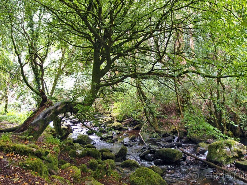 Изумрудный лес