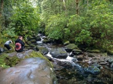 Изумрудный лес