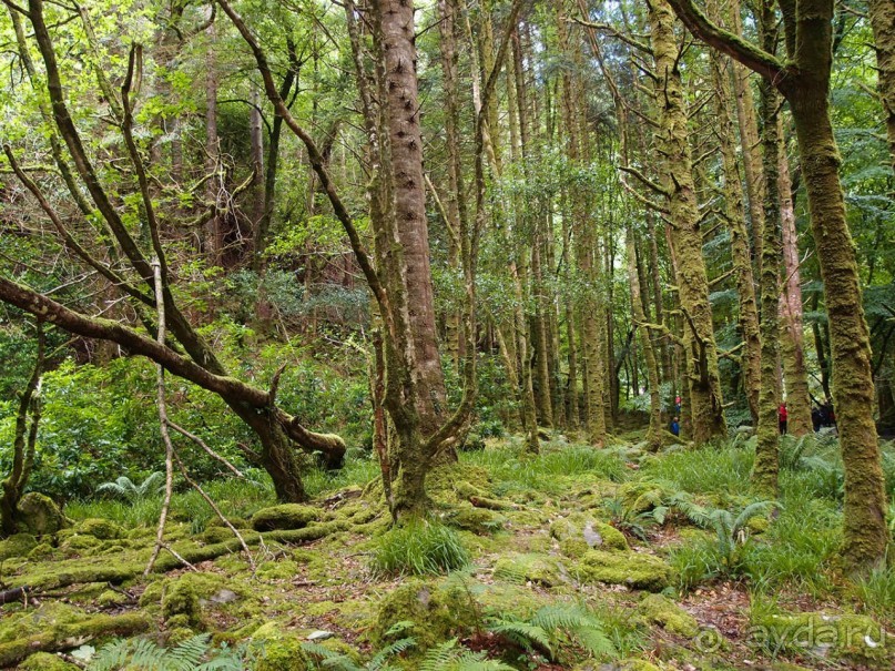 Изумрудный лес