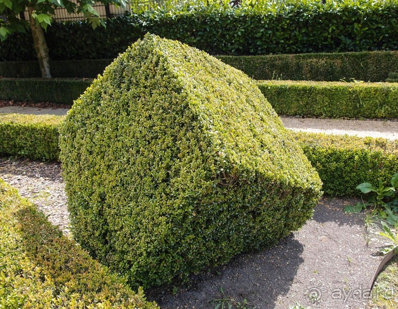 Топиер, топи-арт, "топиаримся"