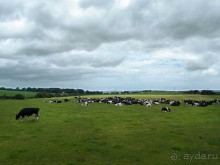 Калейдоскоп зелёного Кольца