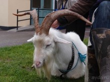 Калейдоскоп зелёного Кольца