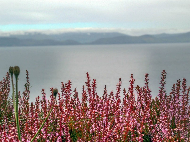 Калейдоскоп зелёного Кольца