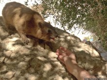 Оазис Эйн Геди (ч.3) Источник Козленка
