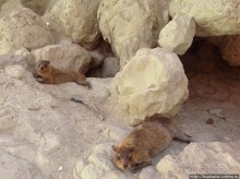 Оазис Эйн Геди (ч.3) Источник Козленка