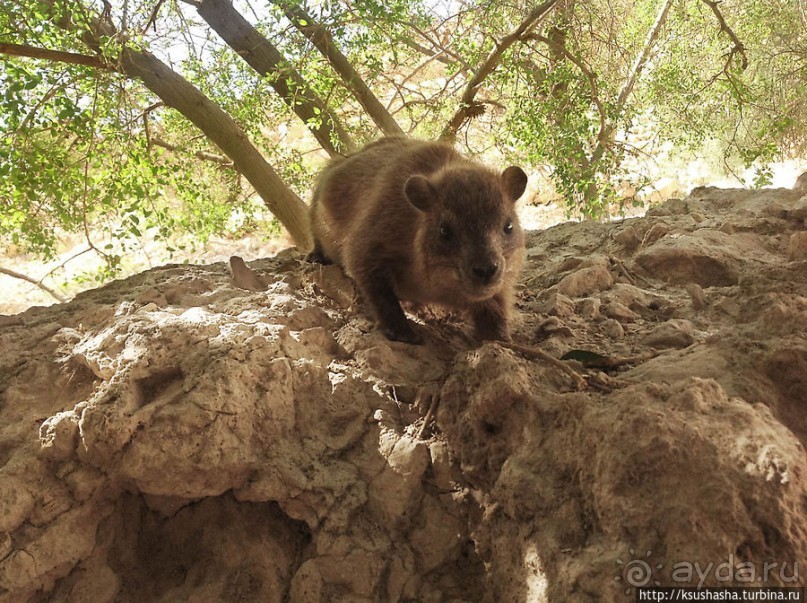 Оазис Эйн Геди (ч.3) Источник Козленка