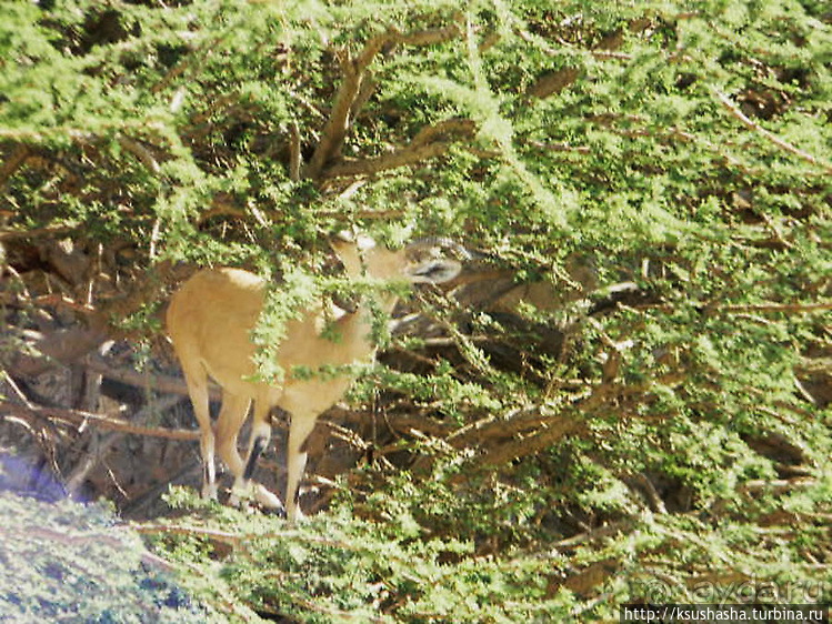 Оазис Эйн Геди (ч.3) Источник Козленка