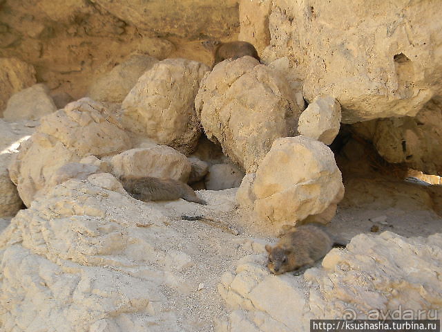 Оазис Эйн Геди (ч.3) Источник Козленка