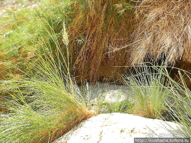 Оазис Эйн Геди (ч.3) Источник Козленка