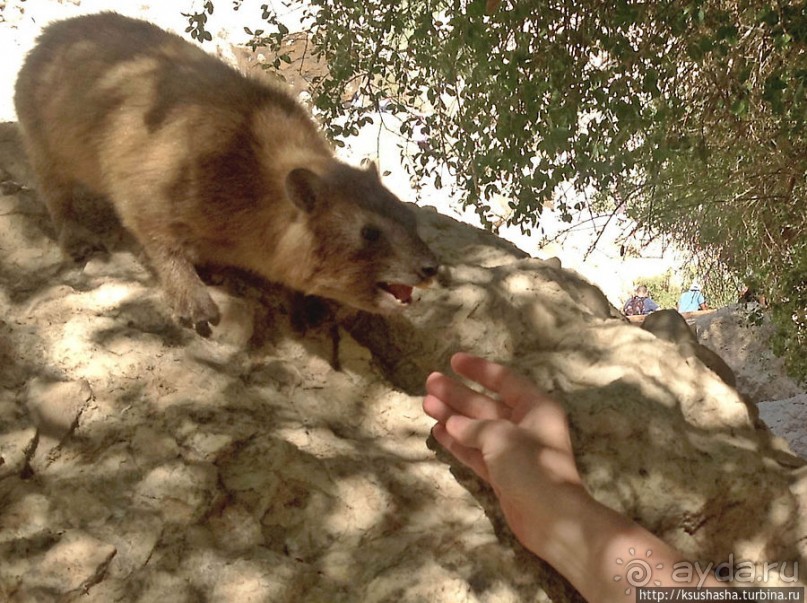 Оазис Эйн Геди (ч.3) Источник Козленка