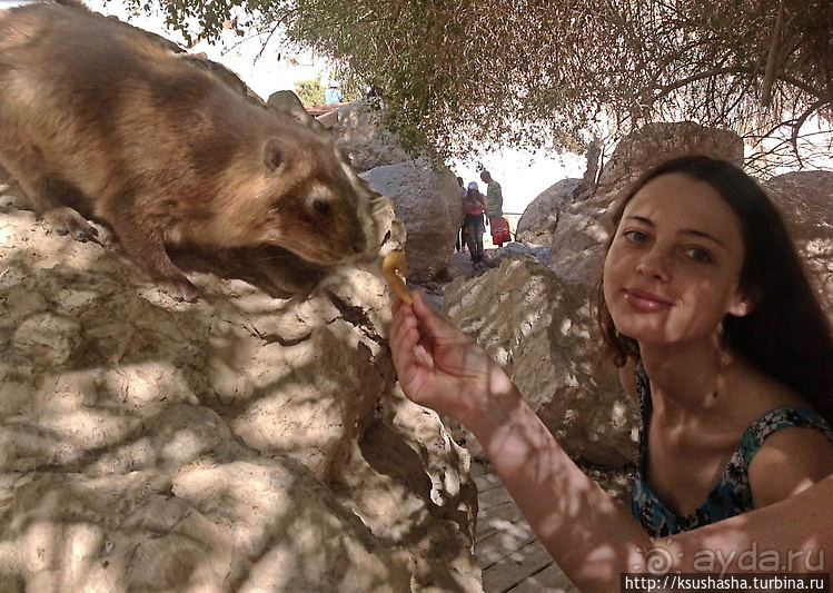 Оазис Эйн Геди (ч.3) Источник Козленка