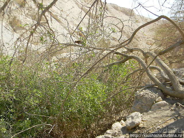 Оазис Эйн Геди (ч.3) Источник Козленка