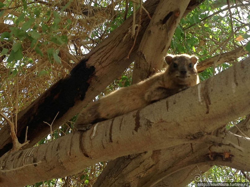 Оазис Эйн Геди (ч.3) Источник Козленка