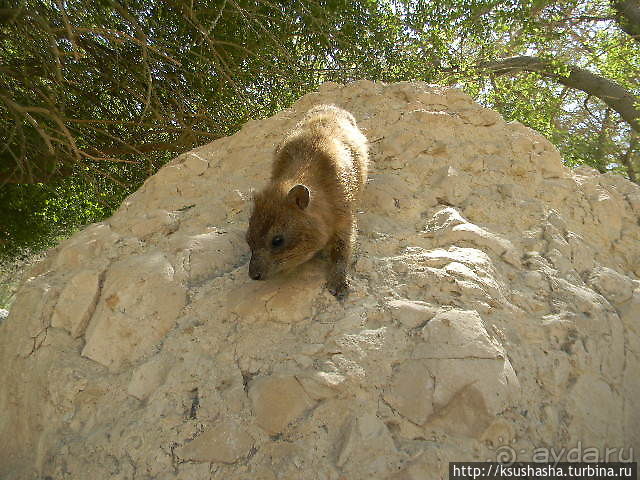 Оазис Эйн Геди (ч.3) Источник Козленка