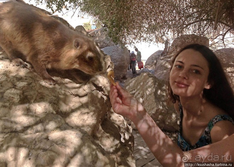 Оазис Эйн Геди (ч.3) Источник Козленка