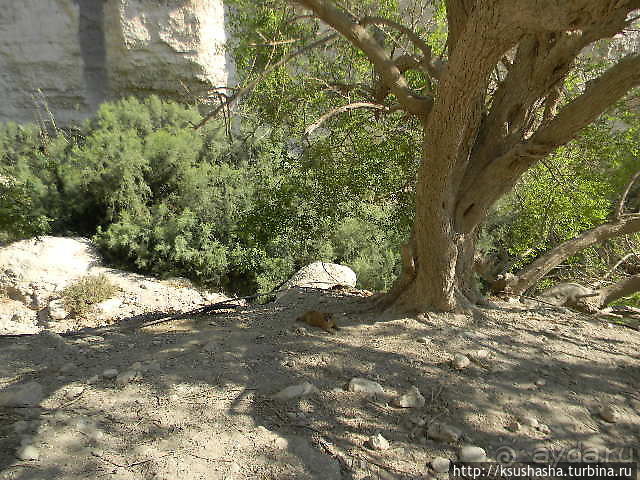 Оазис Эйн Геди (ч.3) Источник Козленка