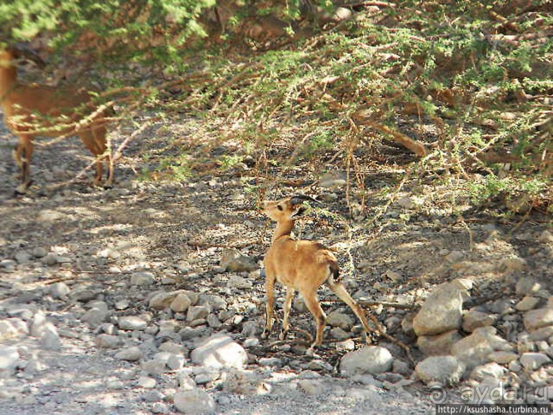 Оазис Эйн Геди (ч.3) Источник Козленка
