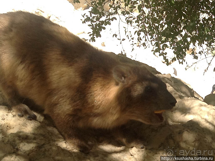 Оазис Эйн Геди (ч.3) Источник Козленка