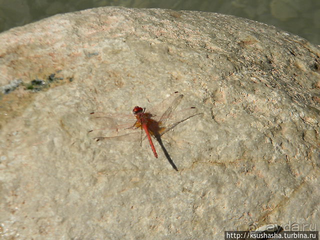 Оазис Эйн Геди (ч.3) Источник Козленка