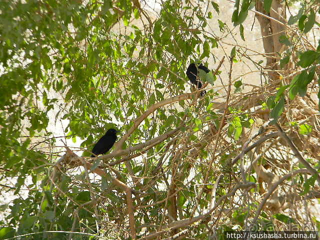 Оазис Эйн Геди (ч.3) Источник Козленка