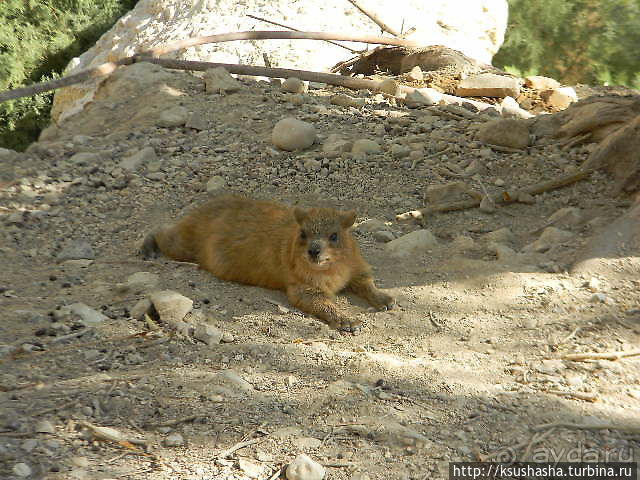Оазис Эйн Геди (ч.3) Источник Козленка