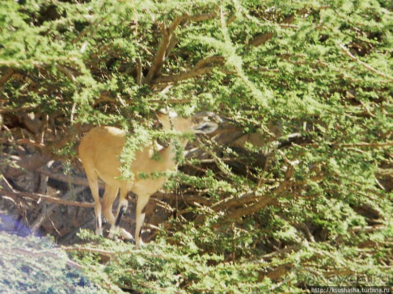 Оазис Эйн Геди (ч.3) Источник Козленка