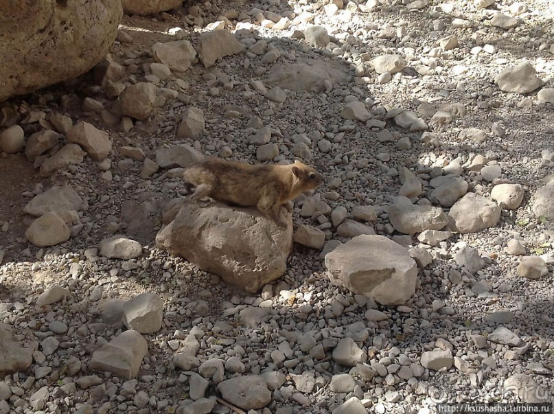 Оазис Эйн Геди (ч.3) Источник Козленка