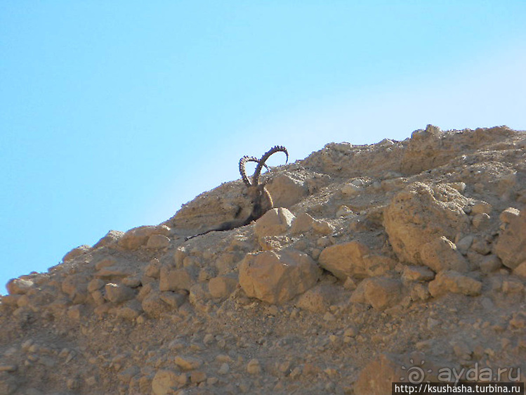 Оазис Эйн Геди (ч.3) Источник Козленка